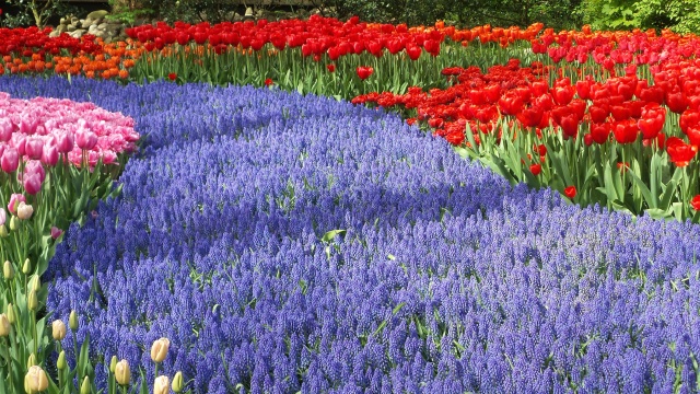 2014-04-17 Holland Tulips 63.jpg
